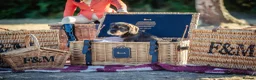 Dachshund dogs for sale: KC Reg Standard Wire-haired Dachshund Puppies - Advert 8