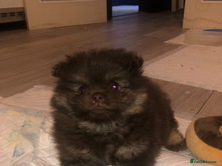 Pomeranian dogs Beautiful short snout kc pomeranian puppies - Advert 3