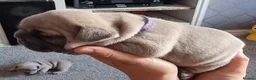 French Bulldog dogs for sale: Beautiful litter of 4 French bulldog - Advert 3