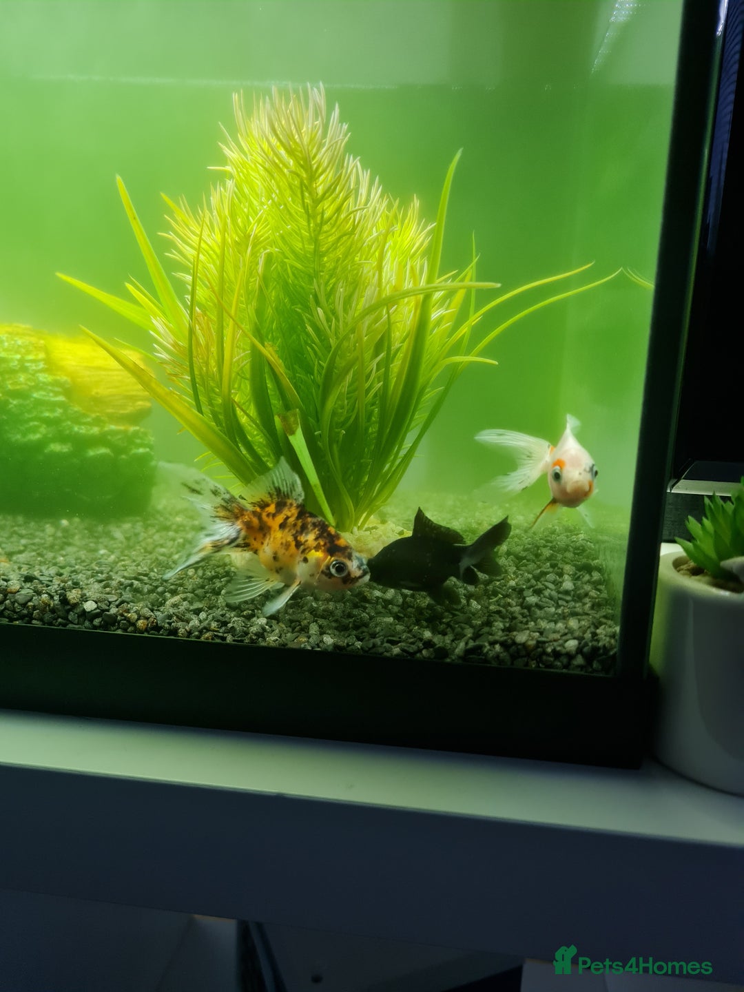 Fancy Goldfish fish for sale: 3 beautiful fancy goldfish  - Advert 2