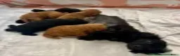 Mixed Breed dogs for sale: F1 CAVAPOO FULLY VACCINATED  - Advert 3