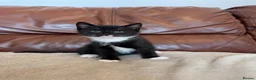 Mixed Breed cats for sale: Beautiful kittens  - Advert 13