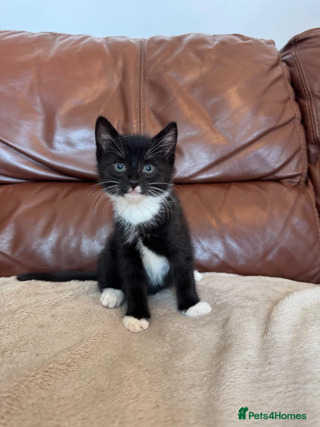 Mixed Breed cats for sale: Beautiful kittens  - Advert 13
