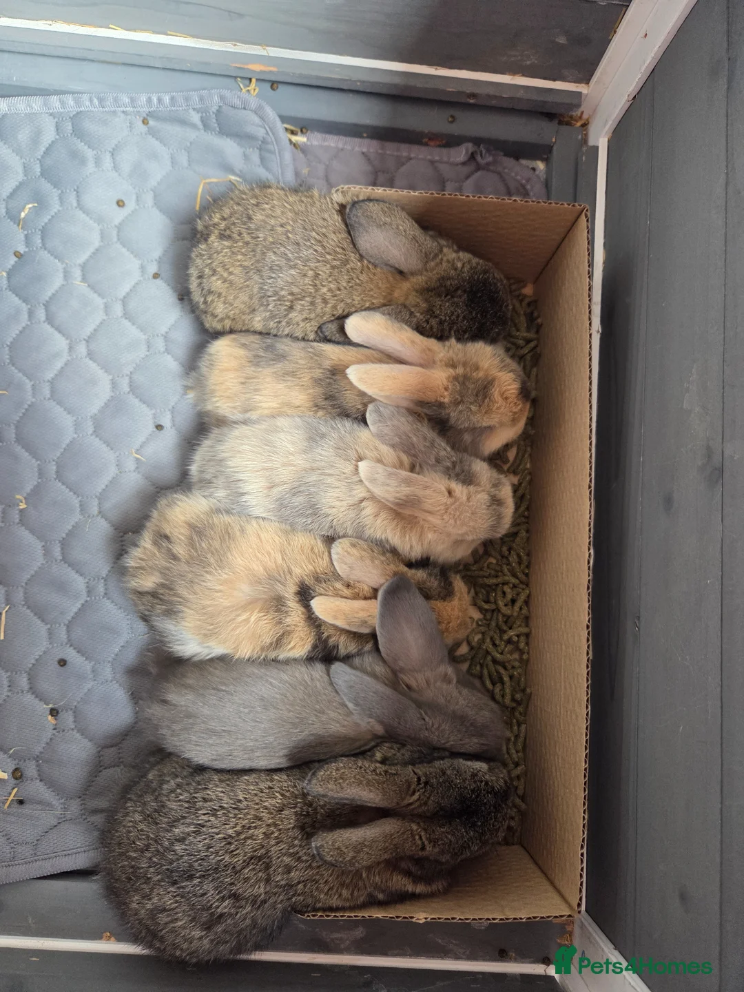 Mini Lop rabbits for sale: 2 gorgeous mini lop bunnies in Clacton-on-Sea - Advert 10
