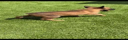 Belgian Shepherd Dog dogs for sale: Belgian Malinois Pup - Advert 7