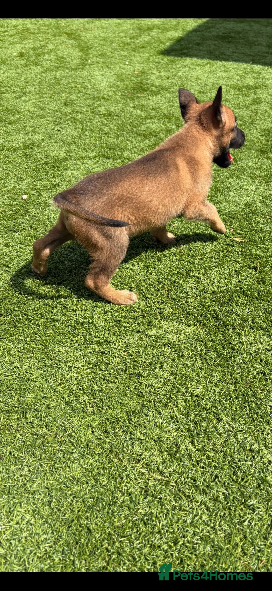 Belgian Shepherd Dog dogs for sale: Belgian Malinois Pup - Advert 7