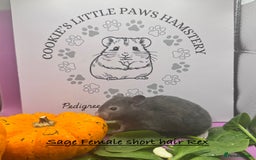 Hamster rodents for sale: Pedigree Syrian hamsters  - Image 3