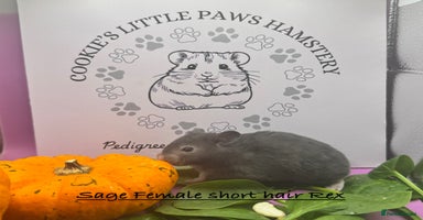 Hamster rodents - Advert 4
