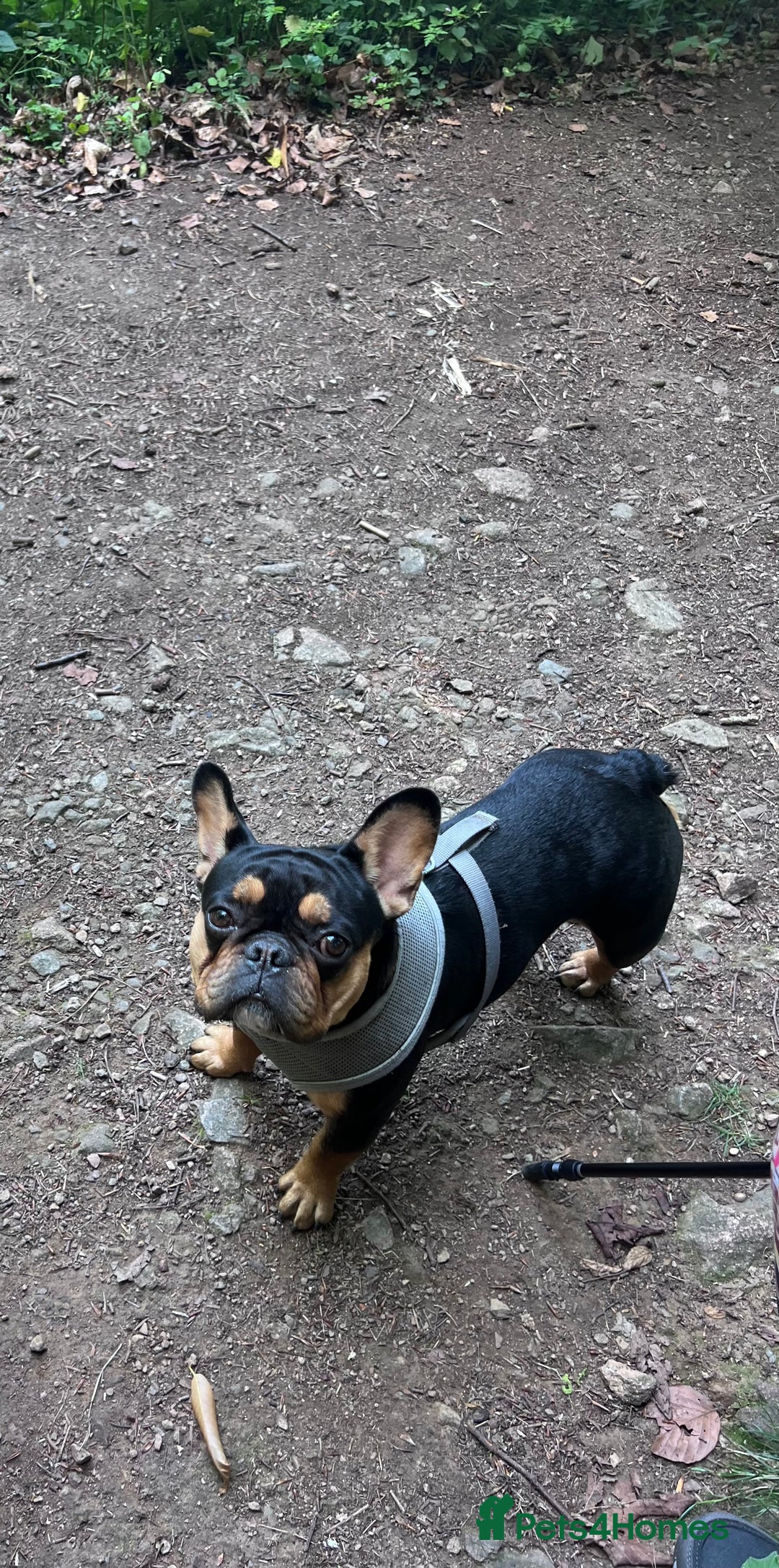 French Bulldog dogs for sale: 🐾 4 Beautiful French Bulldog Puppies 🐾 - Image 11