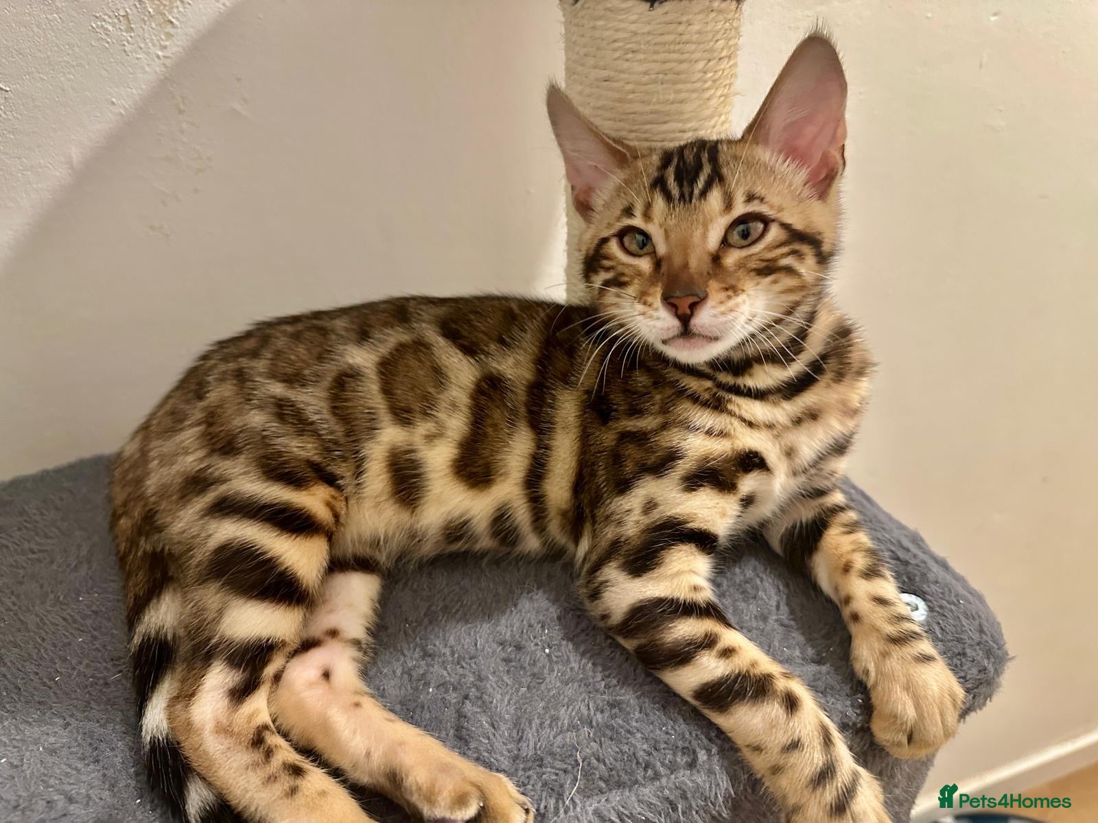 Bengal cats Pure bengal female kitten needing new home ASAP - Advert 1