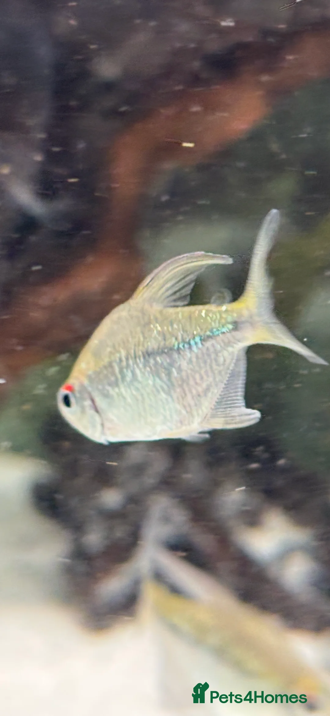 Tetras fish for sale: Emerald neon tetra. Stunning, simmering.  - Advert 1