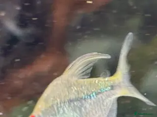 Tetras fish Emerald neon tetra. Stunning, simmering. - Advert 2