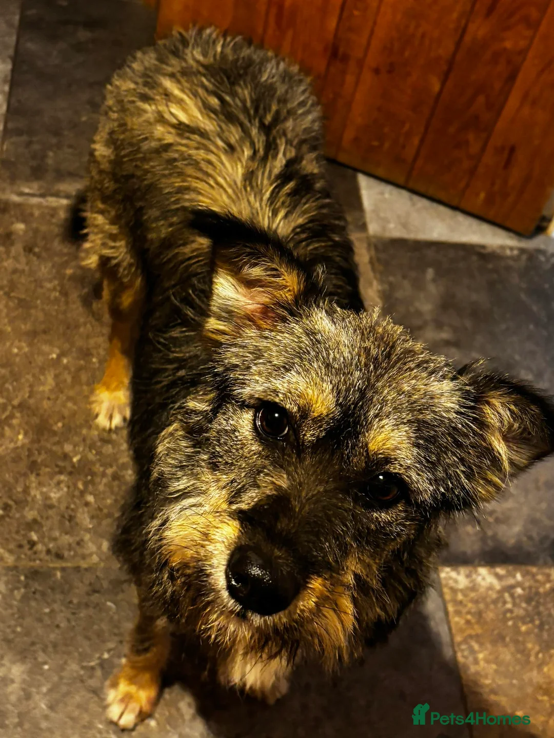 Mixed Breed dogs for adoption: MEET ASTRA in Fleet - Advert 6
