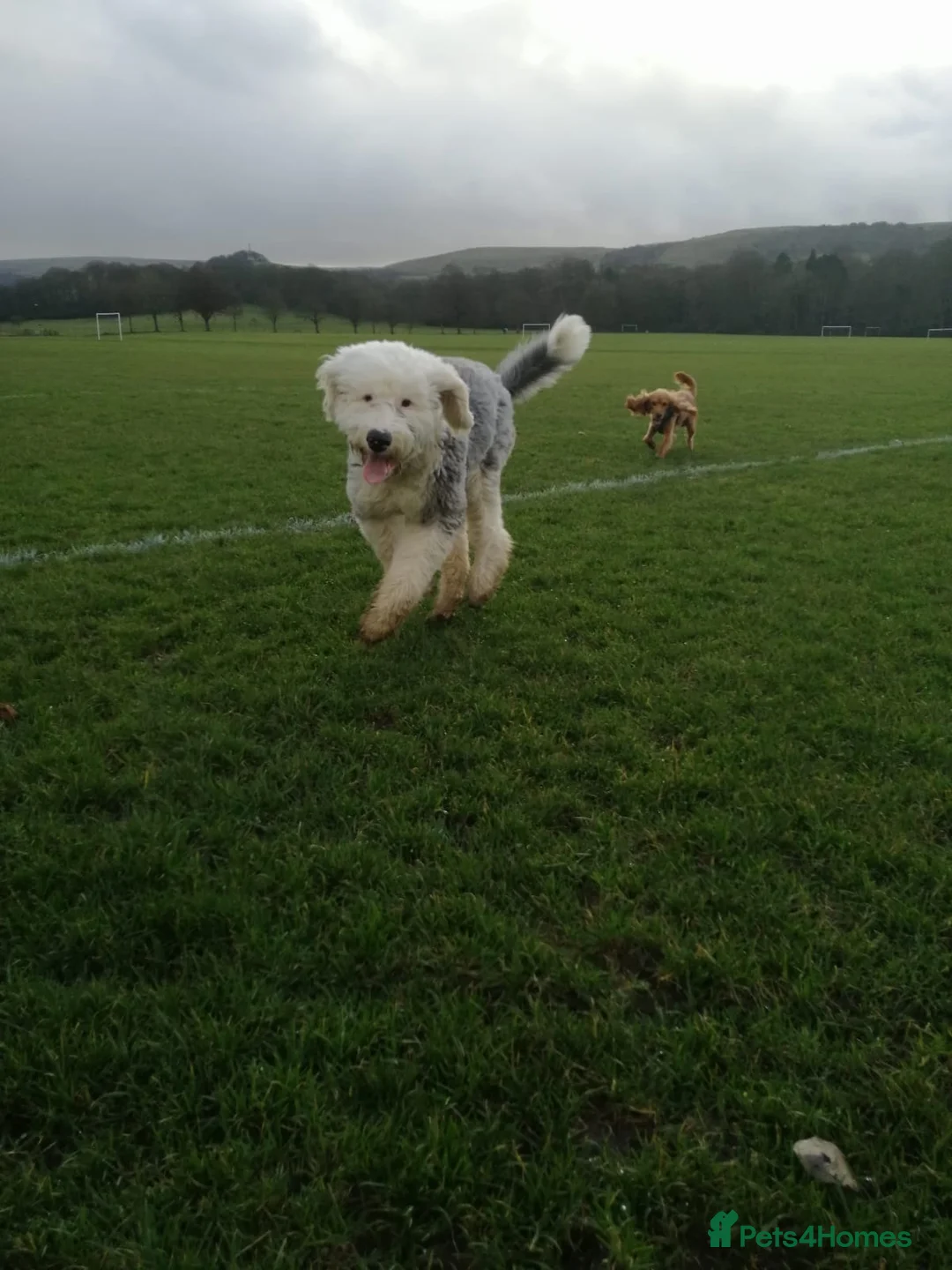 Mixed Breed dogs for sale: Baxter - Old English Sheepdog/Springer Spaniel  - Advert 15