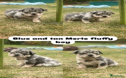 French Bulldog dogs for sale: 7 fluffy French Bulldogs puppies - Image 3
