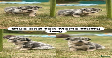 French Bulldog dogs - Advert 13