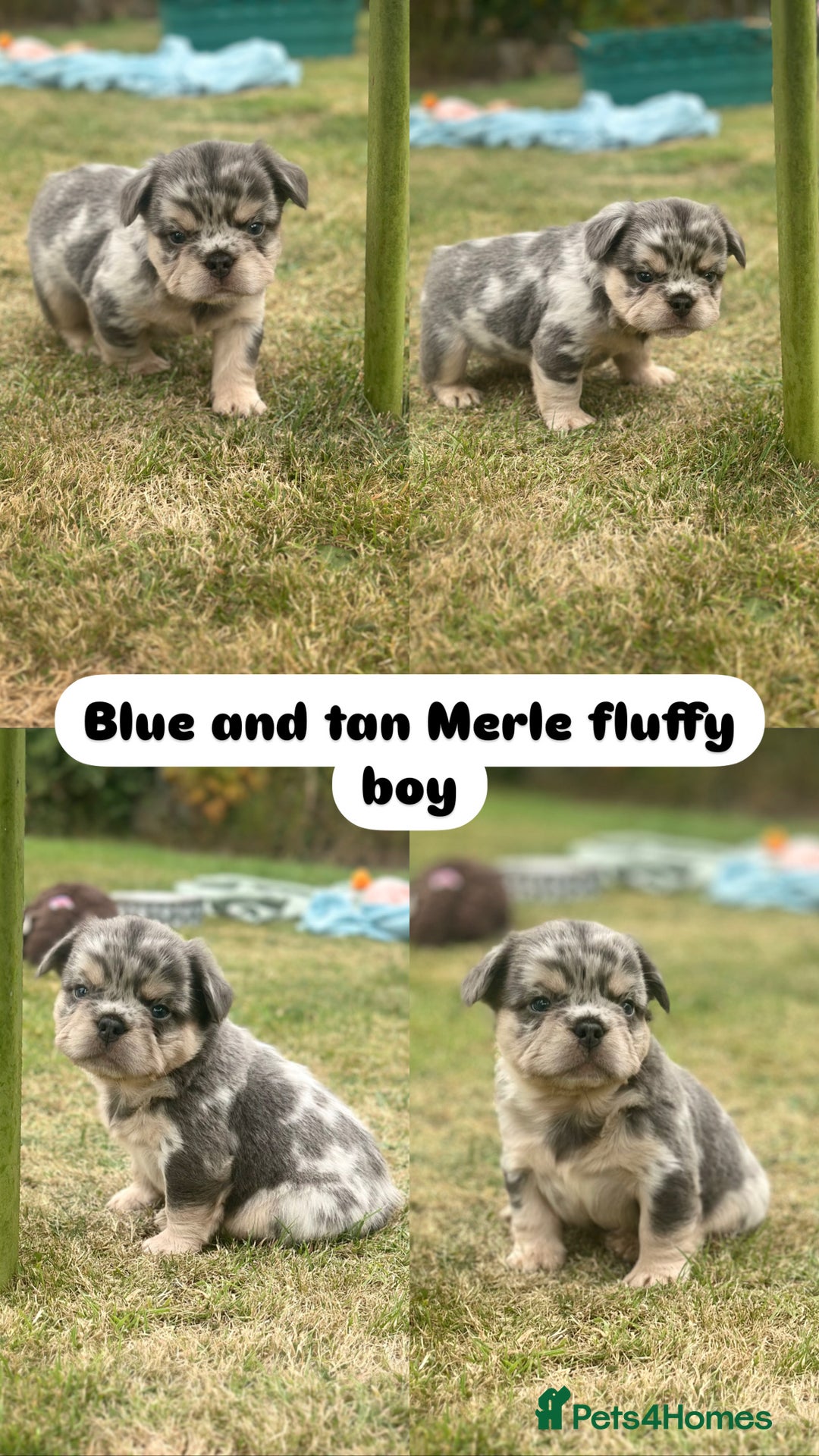 French Bulldog dogs for sale: 7 fluffy French Bulldogs puppies - Image 3