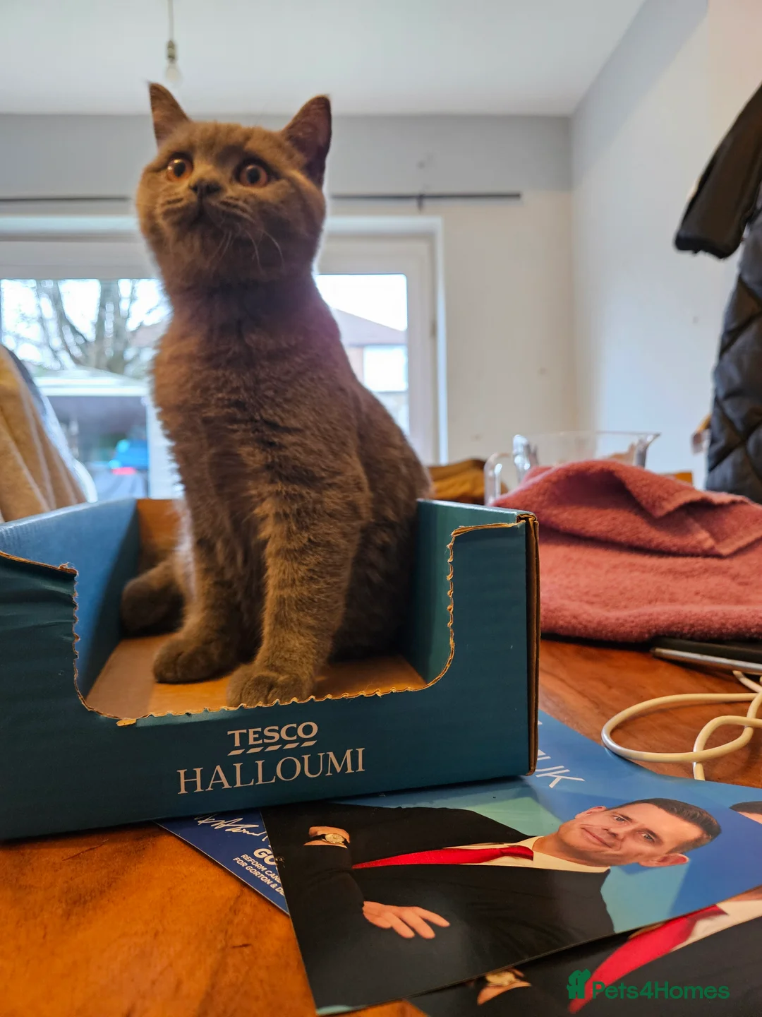 British Shorthair cats for sale: British Shorthair Blue Kittens – 21 weeks osd BSB - Advert 3