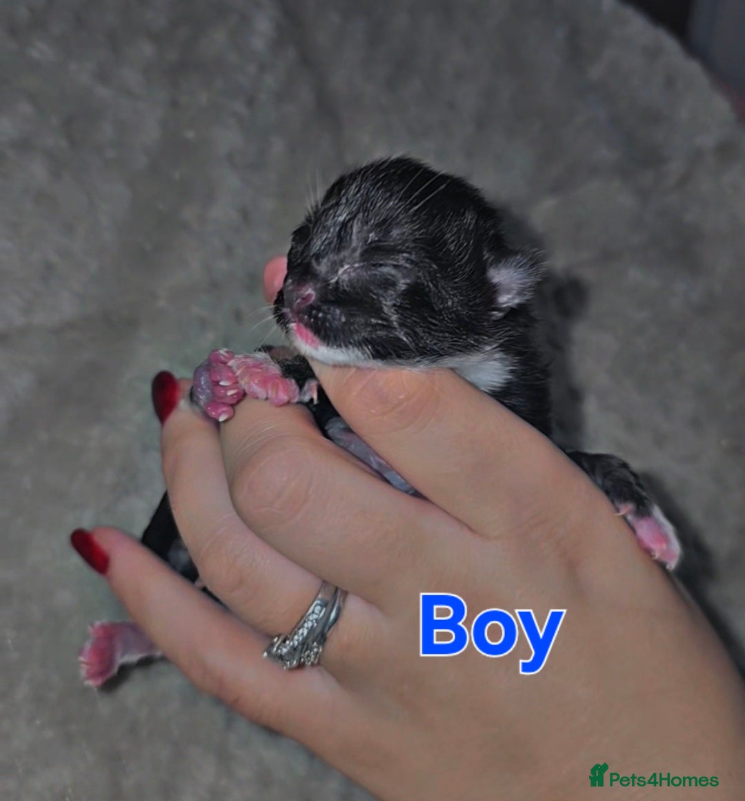 Savannah cats for sale: 🐾Savannah X Domestic Shorthair Cubs - Image 4