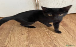 British Shorthair cats for sale: 2 black male kittens  - Image 13