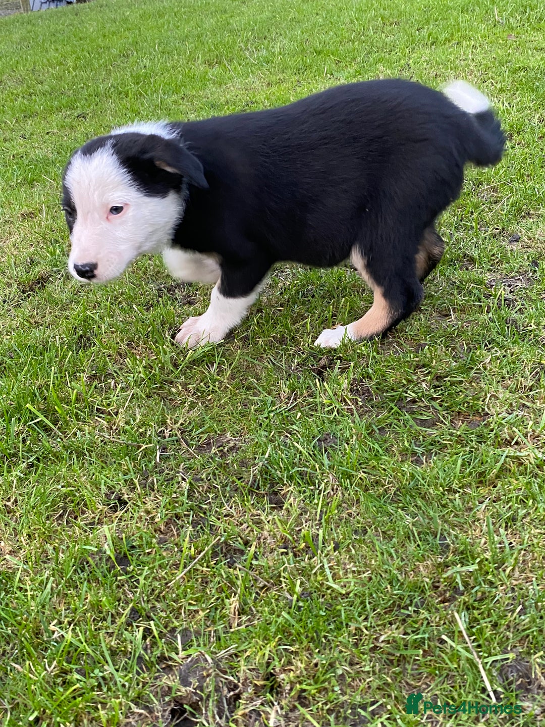 Border Collie dogs for sale: Border Collie Puppies For Sale - Advert 2