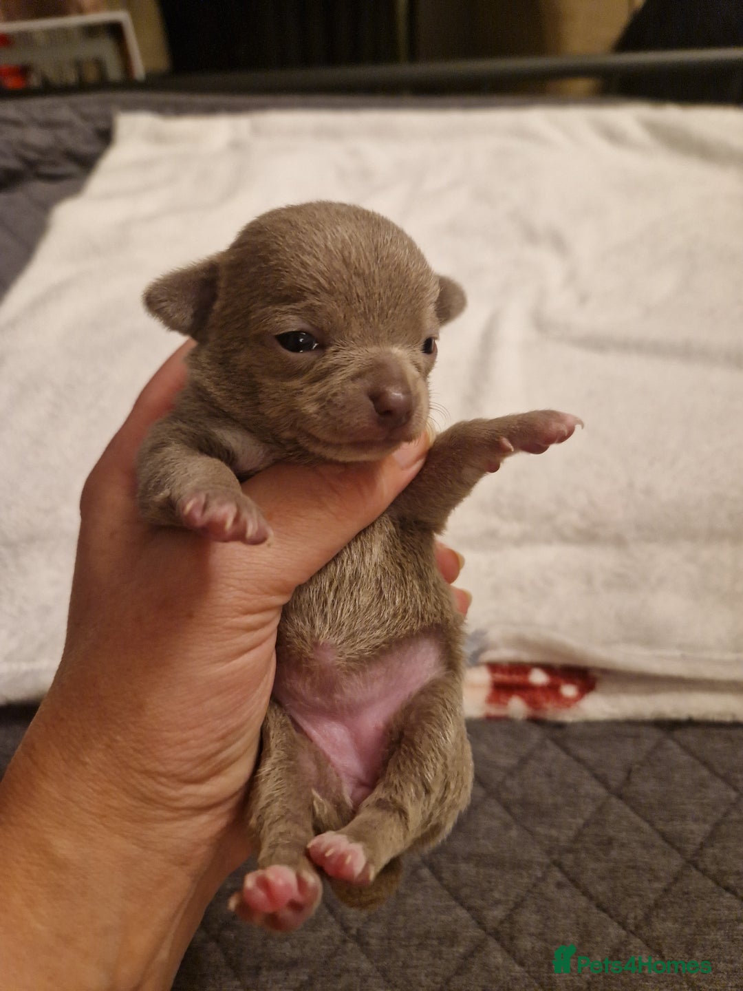 Chihuahua dogs for sale: Female Puppies  - Image 7