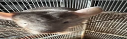 Chinchilla rodents for sale: 2 female chinchillas  in Worksop - Advert 5
