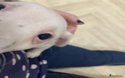 Jack Russell dogs for sale: Two girl puppies available  - Image 8