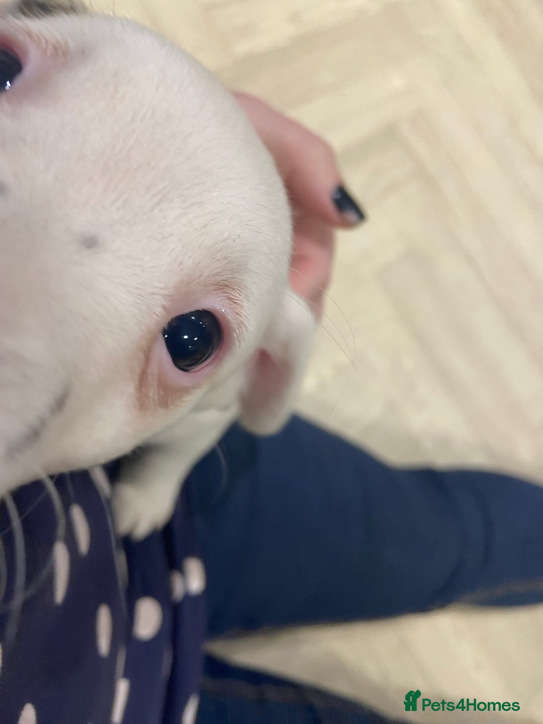 Jack Russell dogs for sale: Two girl puppies available  - Image 8