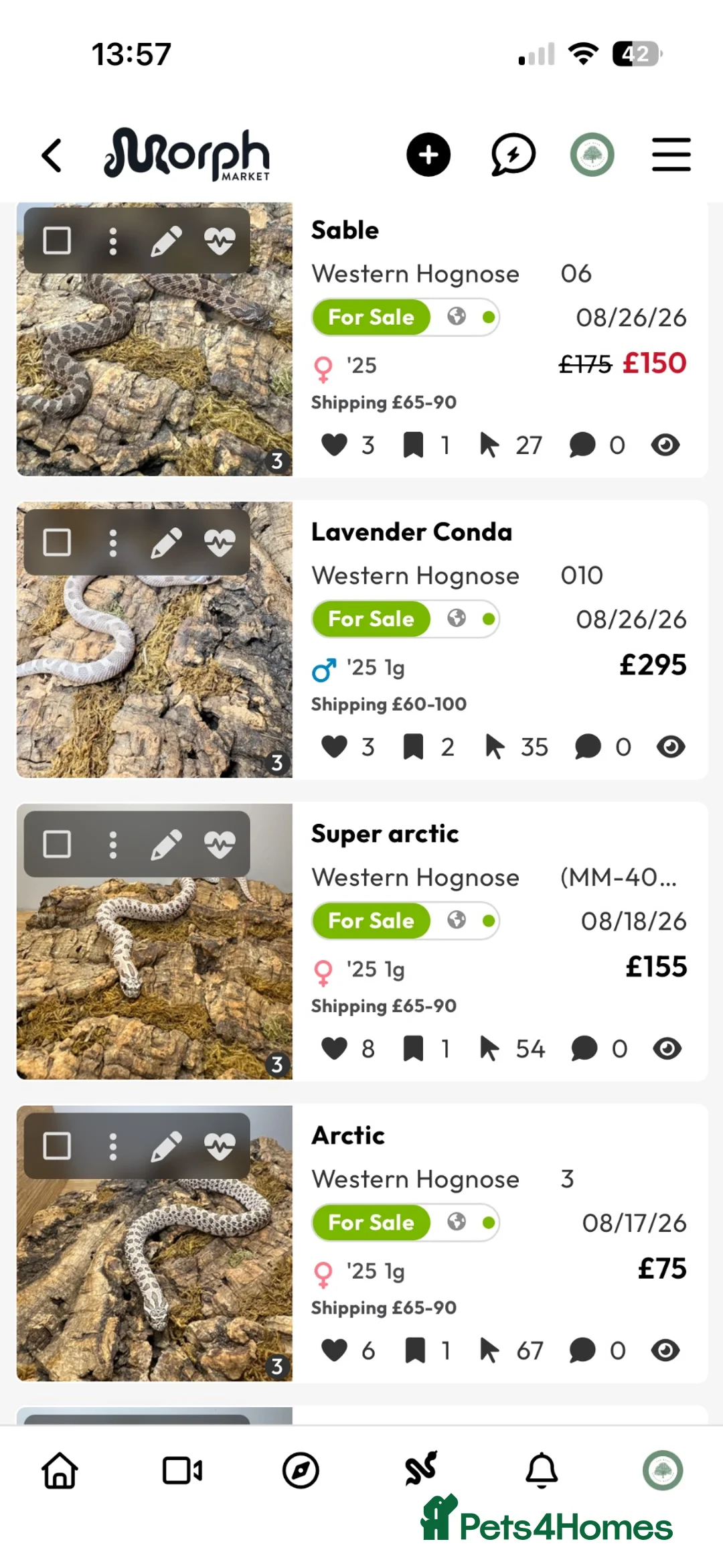 Snake reptiles for sale: Western Hognose  in Westgate-on-Sea - Advert 2