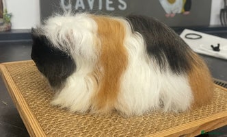 Guinea Pig rodents Sow Pet Pair and Boar - Advert 4