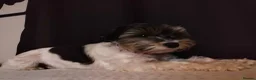 Biewer Terrier dogs for sale: Cute Biewer Terrier puppies  in Luton - Advert 9