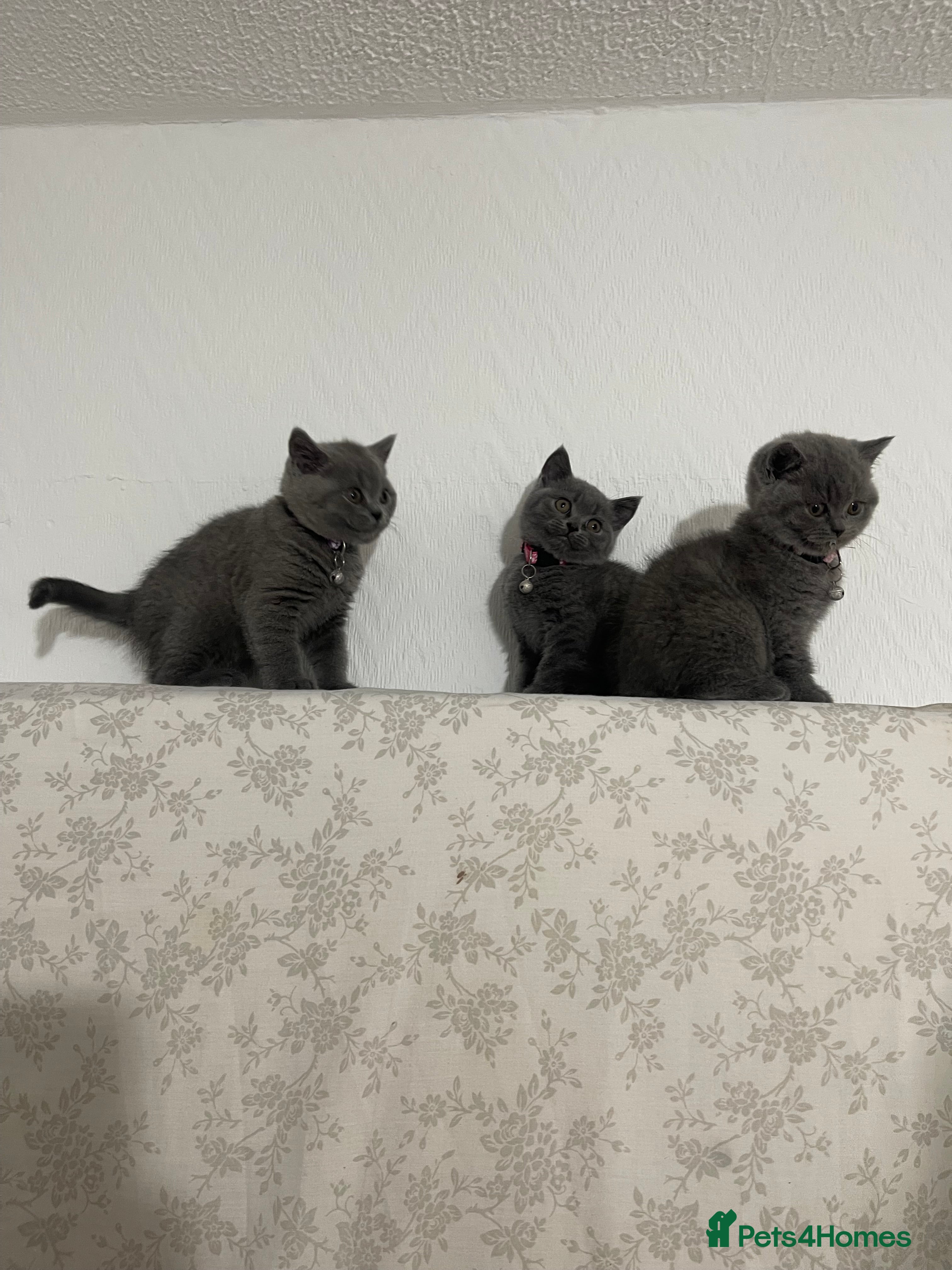 British Shorthair cats British short hair kittens for sale - Advert 1