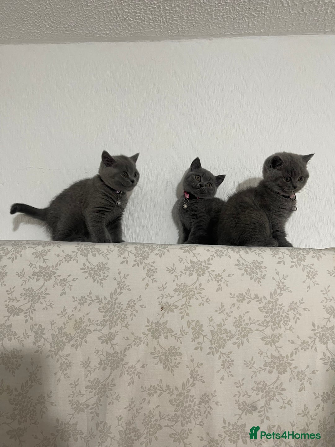 British Shorthair cats for sale: British short hair kittens for sale - Advert 1