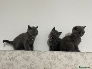British Shorthair cats British short hair kittens for sale - Advert 1