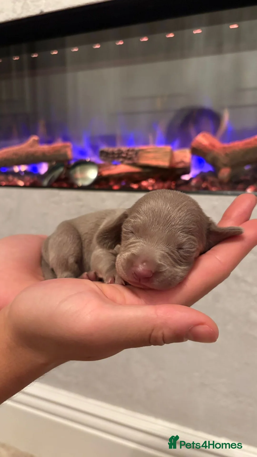 Weimaraner dogs for sale: 7 Weimaraner pups for sale ! in Hessle - Advert 2