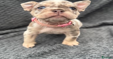 English Bulldog dogs - Advert 4