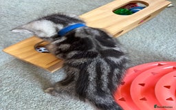 British Shorthair cats for sale: ❤️💙 GORGEOUS SILVER TABBY BSH CHAMPION LINES 💙❤️ - Image 20