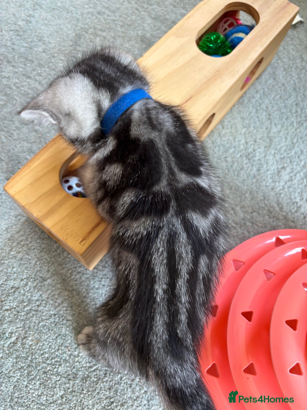 British Shorthair cats for sale: ❤️💙 GORGEOUS SILVER TABBY BSH CHAMPION LINES 💙❤️ - Image 20