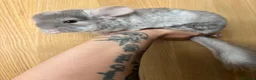 Chinchilla rodents for sale: Tan velvet female and other sexed twin kits  in Solihull - Advert 3