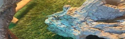 Bearded Dragon reptiles for sale: Bearded dragon babies in Birmingham - Advert 1