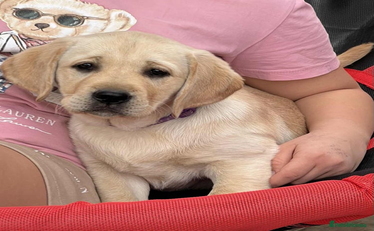 Labrador Retriever dogs in Doncaster - Advert 15