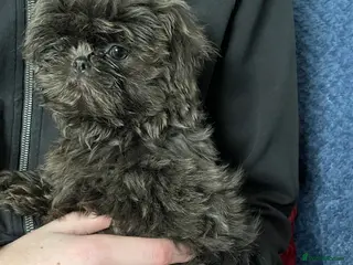 Shih Tzu dogs imperial shihtzu dobie carriers karishishi only 2 - Advert 1