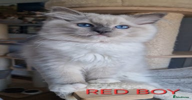 Ragdoll cats - Advert 7