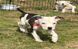 American Bulldog dogs for adoption: 5 GORGEOUS AM BULL X PUPS 12WKS OLD - Image 14