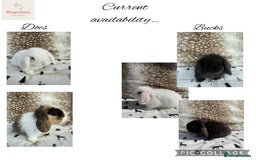 Mini Lop rabbits for sale: Pure mini lops  - Image 2