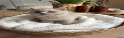 British Shorthair cats for sale: Chunky British Short Hair Kittens  - Advert 8