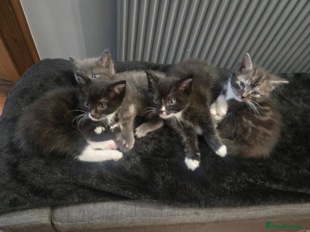 Ragdoll cats for sale: Ragdoll cross - Advert 1