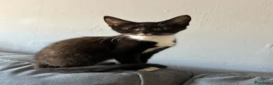 Gorgeous black and white female 