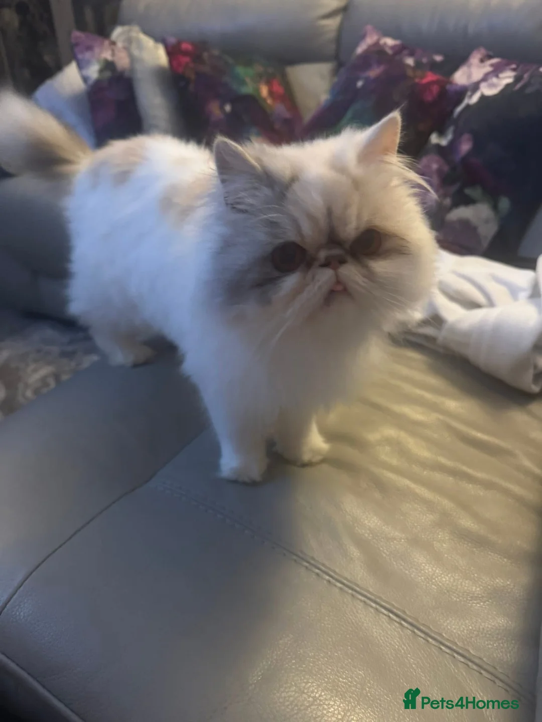 Persian cats for sale: Persian sisters  - Advert 2